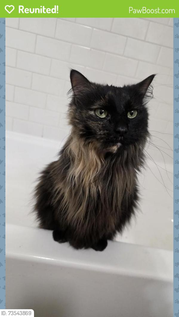 Reunited Female Cat last seen Slaughter ln, Austin, TX 78744