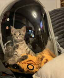 Reunited Male Cat last seen Wayne/goddard, Romulus, MI 48174