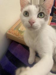 Reunited Female Cat last seen Fairview and McFadden, Santa Ana, CA 92704