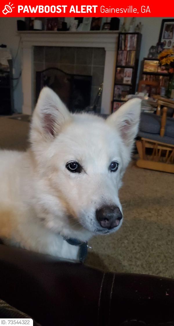 Lost Female Dog last seen Old 76 gas station on Browns Bridge Rd, Gainesville, GA 30506