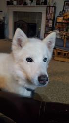 Lost Female Dog last seen Old 76 gas station on Browns Bridge Rd, Gainesville, GA 30506