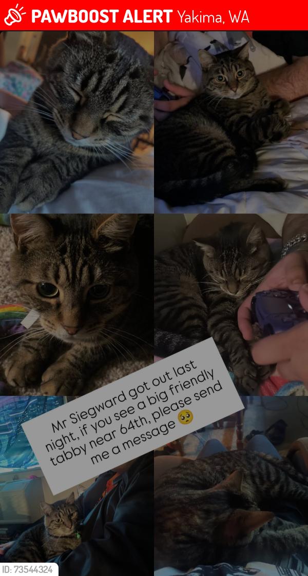 Lost Male Cat last seen 64th ave and nob hill, the lodges apmts - near west valley walmart, Yakima, WA 98908
