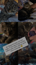 Lost Male Cat last seen 64th ave and nob hill, the lodges apmts - near west valley walmart, Yakima, WA 98908