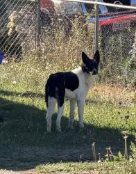Found/Stray Unknown Dog last seen Wesley Lynn park area, Oregon City, OR 97045