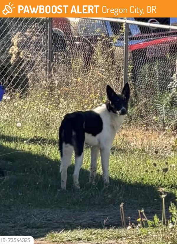 Found/Stray Unknown Dog last seen Wesley Lynn park area, Oregon City, OR 97045