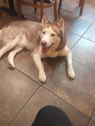Found/Stray Male Dog last seen S Roosevelt St and W Broadway Rd, Tempe, AZ, Tempe, AZ 85282