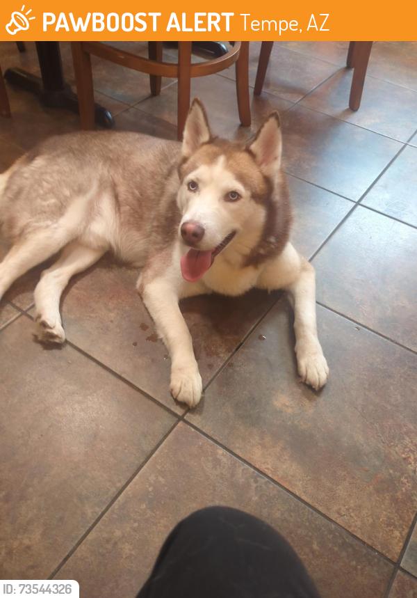 Found/Stray Male Dog last seen S Roosevelt St and W Broadway Rd, Tempe, AZ, Tempe, AZ 85282