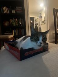 Reunited Female Cat last seen Clairemont Dr & Iroquois Ave, near 7-eleven, San Diego, CA 92117