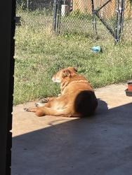 Reunited Female Dog last seen Doe Run Dr & 46th St, Yukon, OK 73099