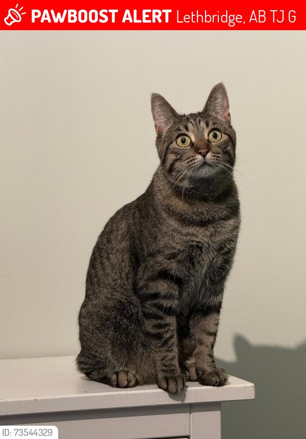 Lost Female Cat last seen 9th Ave & 18 St S, Lethbridge, AB T1J 3G3
