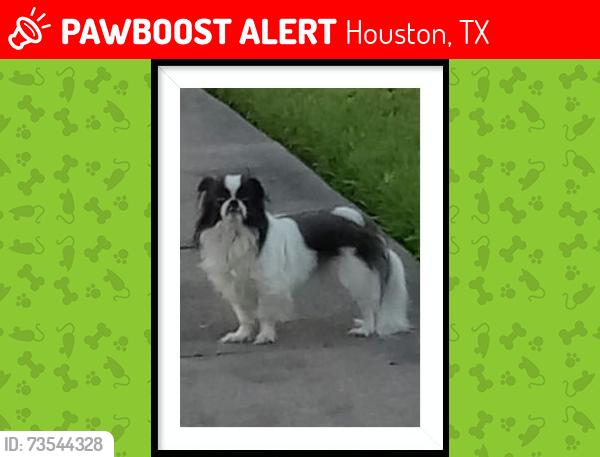Lost Female Dog last seen N Shepherd and 610, Houston, TX 77018