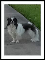 Lost Female Dog last seen N Shepherd and 610, Houston, TX 77018