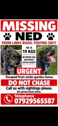 Lost Male Dog last seen Lis, Greater London, England 
