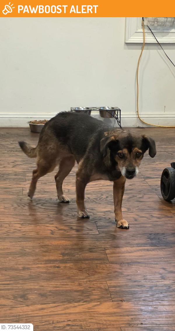 Found/Stray Male Dog last seen Alta Loma Park, South San Francisco, CA 94080