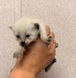 Shelter Stray Male Cat last seen , 333 Chandler Pl, San Bernardino, CA 92408, USA