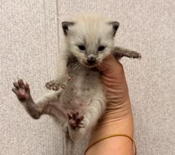 Shelter Stray Female Cat last seen , 333 Chandler Pl, San Bernardino, CA 92408, USA