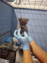 Shelter Stray Female Cat last seen , 333 Chandler Pl, San Bernardino, CA 92408, USA