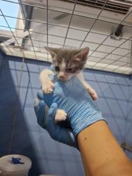 Shelter Stray Male Cat last seen , 333 Chandler Pl, San Bernardino, CA 92408, USA