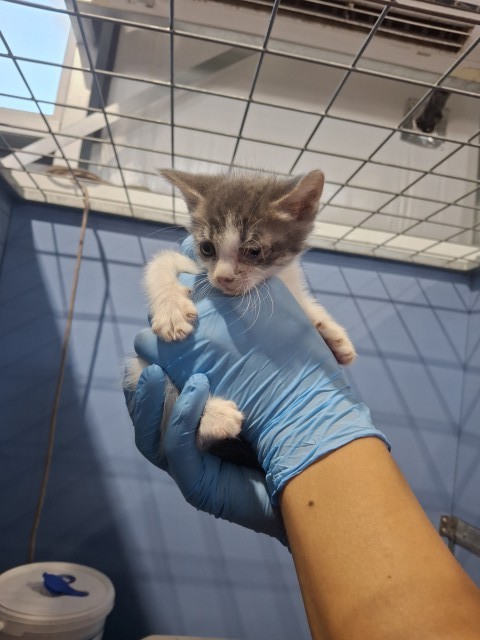 Shelter Stray Male Cat last seen , 333 Chandler Pl, San Bernardino, CA 92408, USA