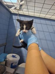 Shelter Stray Male Cat last seen , 333 Chandler Pl, San Bernardino, CA 92408, USA