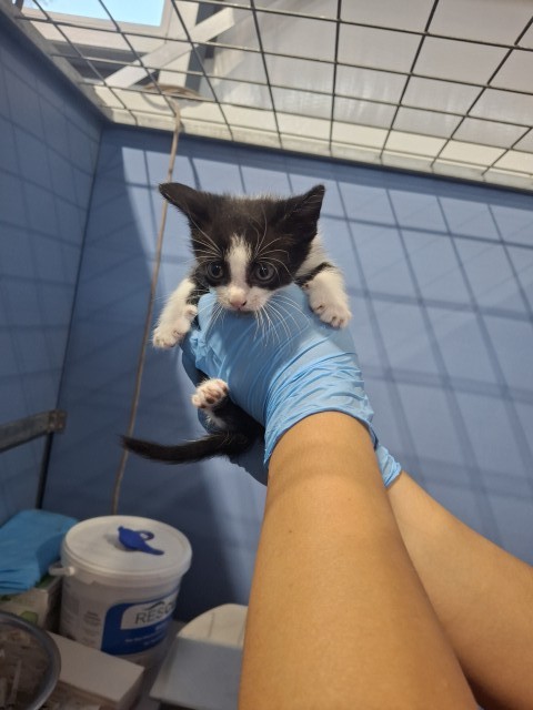 Shelter Stray Male Cat last seen , 333 Chandler Pl, San Bernardino, CA 92408, USA