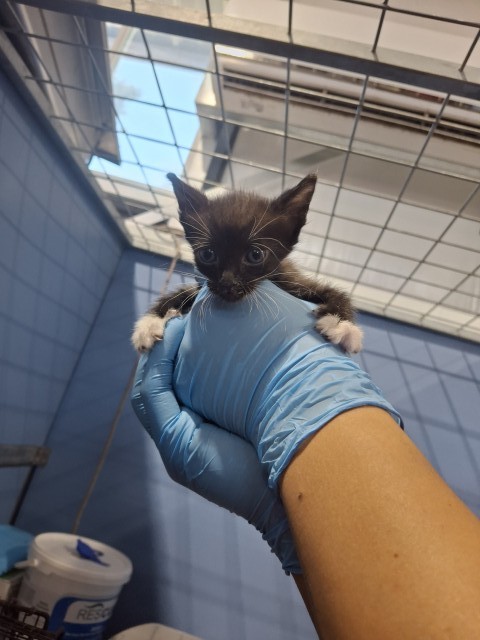 Shelter Stray Male Cat last seen , 333 Chandler Pl, San Bernardino, CA 92408, USA