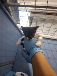 Shelter Stray Male Cat last seen , 333 Chandler Pl, San Bernardino, CA 92408, USA