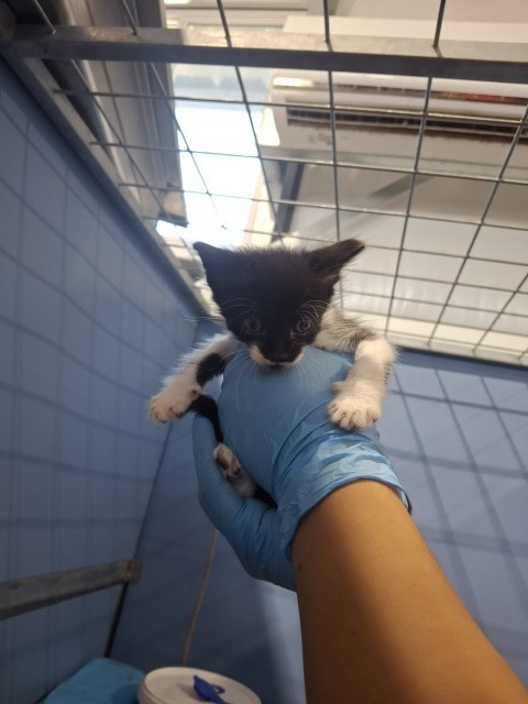 Shelter Stray Male Cat last seen , 333 Chandler Pl, San Bernardino, CA 92408, USA