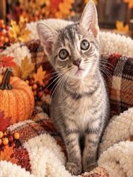Shelter Stray Female Cat last seen TIPPECANOE AND MILL, 333 Chandler Pl, San Bernardino, CA 92408, USA