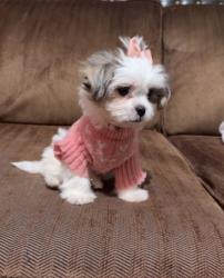 Shelter Stray Female Dog last seen N LARCH AVE & LORRAINE PL, RIALTO, CA, 92376, USA, 333 Chandler Pl, San Bernardino, CA 92408, USA
