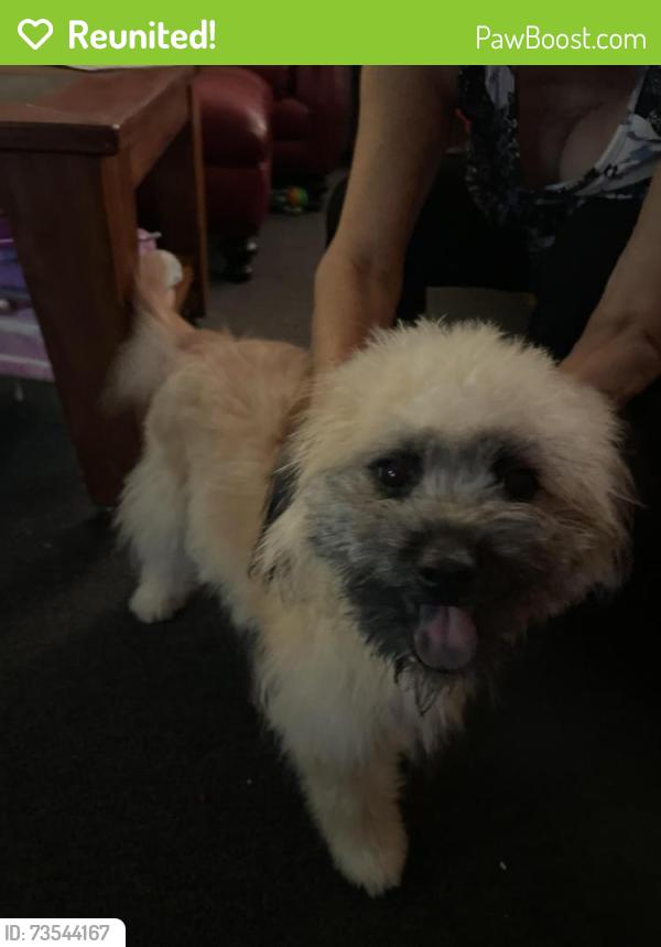 Reunited Female Dog last seen S center st and w 1st st San Pedro California 90731, Los Angeles, CA 90731