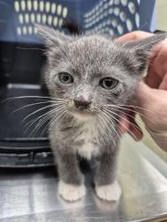 Shelter Stray Male Cat last seen ST CHARLES CO, 4850 Mid Rivers Mall Dr, St Peters, MO 63376, USA