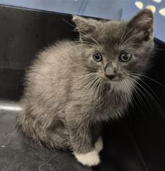 Shelter Stray Male Cat last seen ST CHARLES CO, 4850 Mid Rivers Mall Dr, St Peters, MO 63376, USA