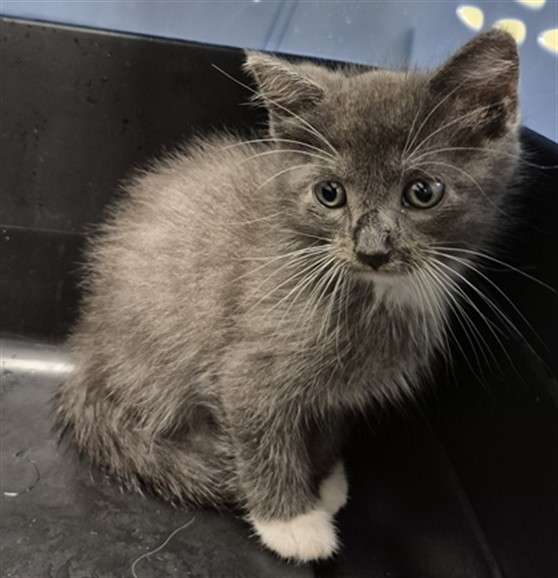 Shelter Stray Male Cat last seen ST CHARLES CO, 4850 Mid Rivers Mall Dr, St Peters, MO 63376, USA