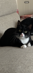 Lost Female Cat last seen Fairlawn, Selkirk, NY 12158