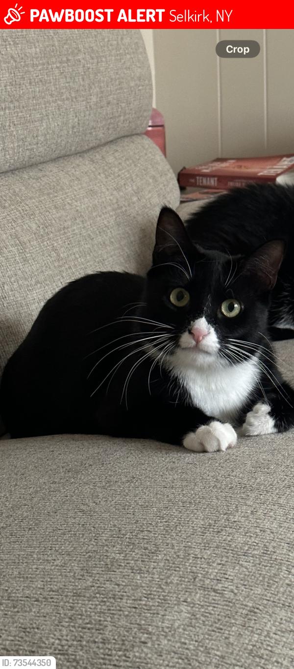 Lost Female Cat last seen Fairlawn, Selkirk, NY 12158