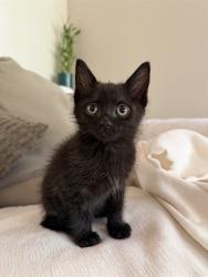 Shelter Stray Male Cat last seen ENGLE RD/GIBBONS PARK WAY, 95608, 3839 Bradshaw Rd, Sacramento, CA 95827, USA