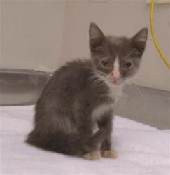 Shelter Stray Female Cat last seen RINETTI WAY/EVCAR WAY, 95673, 3839 Bradshaw Rd, Sacramento, CA 95827, USA