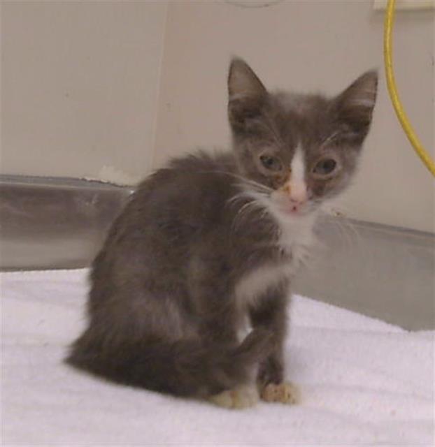 Shelter Stray Female Cat last seen RINETTI WAY/EVCAR WAY, 95673, 3839 Bradshaw Rd, Sacramento, CA 95827, USA