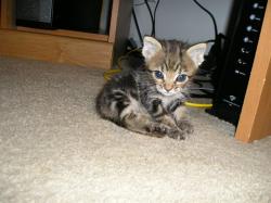 Shelter Stray Female Cat last seen 47TH AVE/MARTIN LUTHER KING JR BLVD, 95824, 3839 Bradshaw Rd, Sacramento, CA 95827, USA