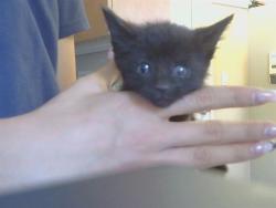 Shelter Stray Male Cat last seen BERGON RD/ TWIN CITIES RD, 95632, 3839 Bradshaw Rd, Sacramento, CA 95827, USA