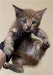 Shelter Stray Male Cat last seen GARDEN HWY & I 5 SB GARDEN HWY EB OFF, 2127 Front St, Sacramento, CA 95818, USA