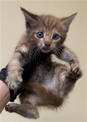 Shelter Stray Male Cat last seen GARDEN HWY & I 5 SB GARDEN HWY EB OFF, 2127 Front St, Sacramento, CA 95818, USA