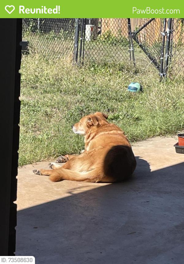 Reunited Female Dog last seen Doe Run Dr & 46th St, Yukon, OK 73099