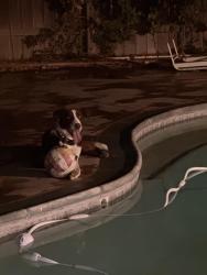 Reunited Male Dog last seen Lindale Road, Sacramento, CA 95822