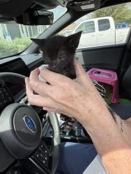 Shelter Stray Female Cat last seen , 4710 TX-151, San Antonio, TX 78227, USA