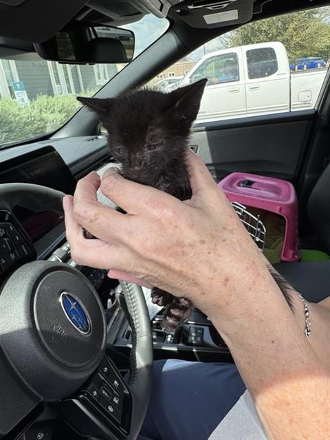 Shelter Stray Female Cat last seen , 4710 TX-151, San Antonio, TX 78227, USA