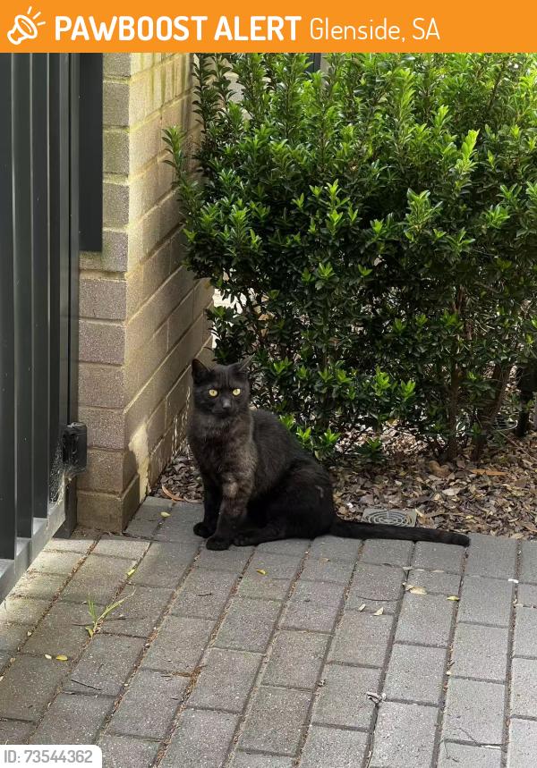 Found/Stray Unknown Cat last seen Near Banksia Street,Glenside SA 5065, Glenside, SA 5065