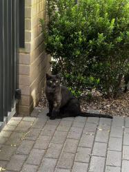 Found/Stray Unknown Cat last seen Near Banksia Street,Glenside SA 5065, Glenside, SA 5065