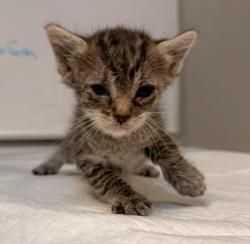 Shelter Stray Female Cat last seen SAND CANYON/PAYTON, 92620, 6443 Oak Canyon, Irvine, CA 92618, USA